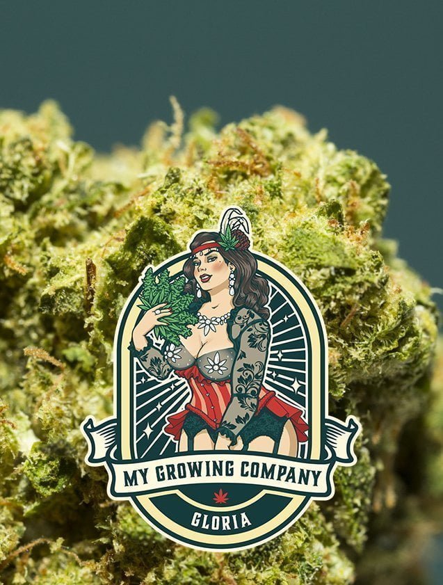 Gloria indoor cannabis cbd my growing company