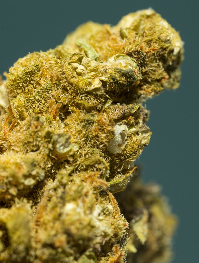 Suicide Honney GHH cannabis cbd my growing company