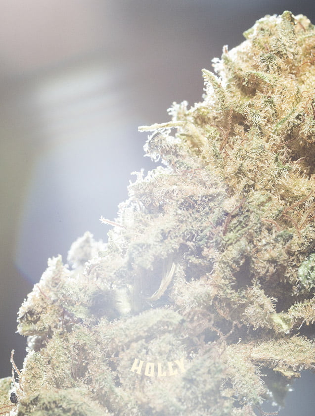 MGC amnesia cannabis CBD des anges