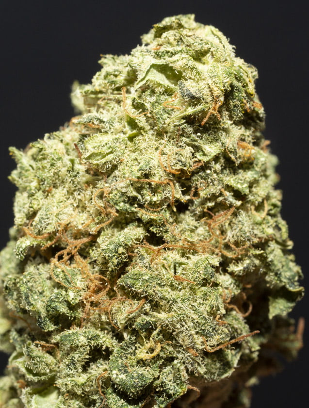 White Widow Light Fleur de cannabis CBD My Growing Company MGC
