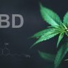 Le CBD, contraction de cannabidiol