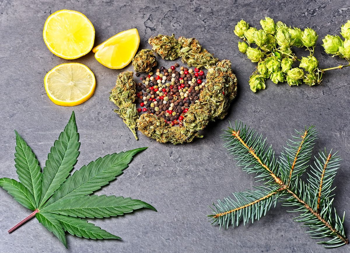 les terpènes, c'est quoi ?