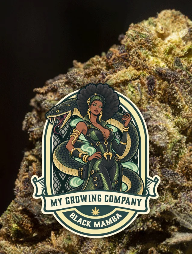 Black Mamba cannabis light Greenhouse hybride 2026