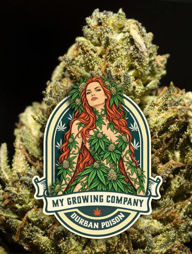 Durban Poison cannabis light outdoor 2026