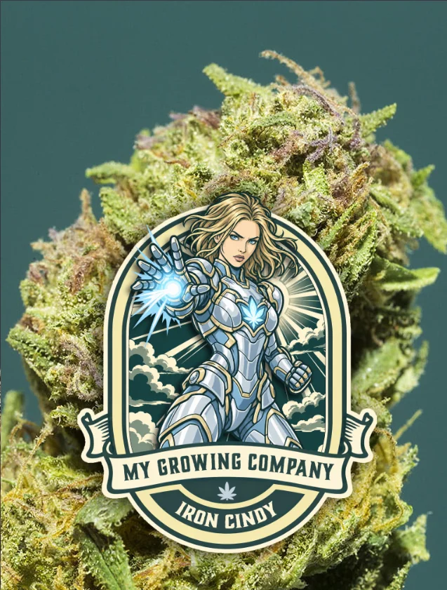 Iron Cindy (Pop Corn) cannabis light indoor