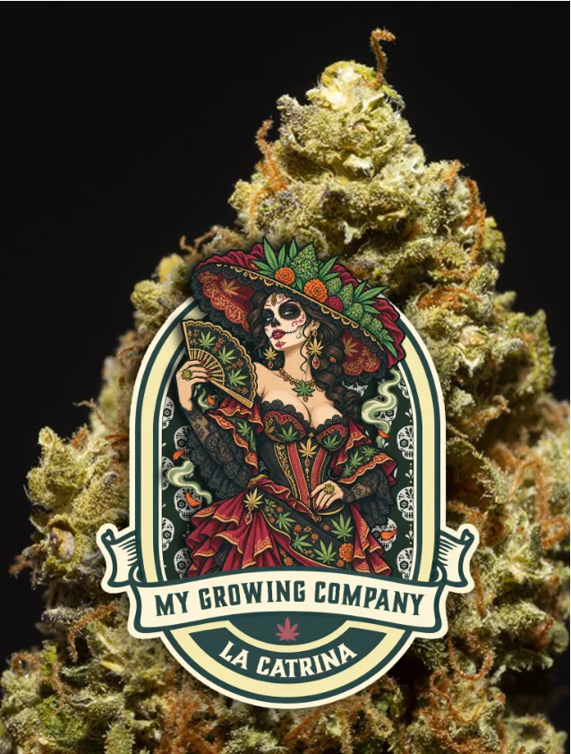 La Catrina light Greenhouse hybride 2026