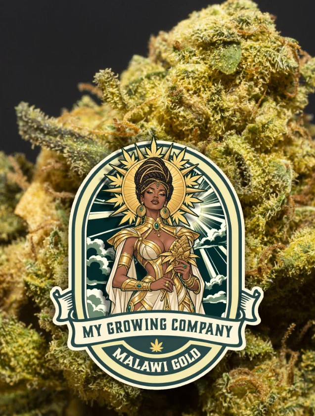 Malawi Gold cannabis light outdoor 2026