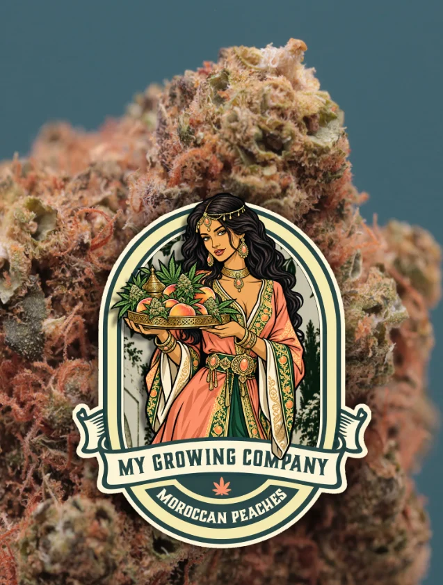 Moroccan Peaches CBD outdoor 2026