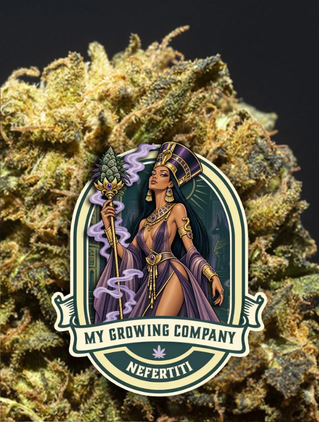 Nefertiti cannabis CBD outdoor 2026