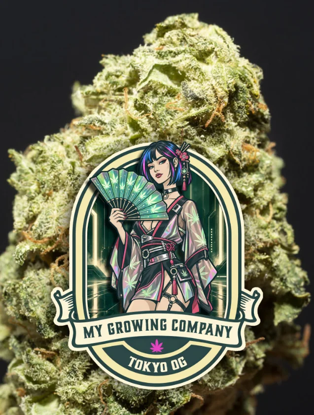 Tokyo OG cannabis CBD indoor