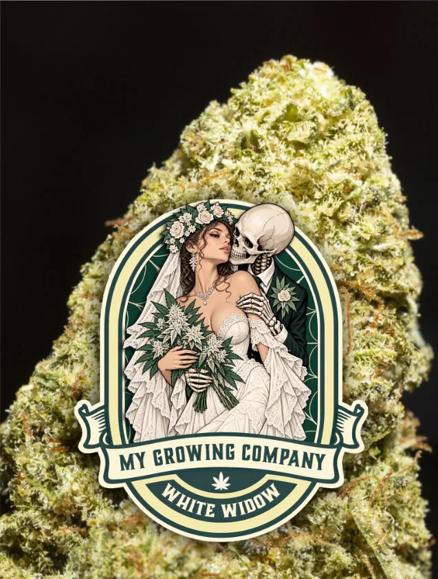 White Widow cannabis CBD indoor